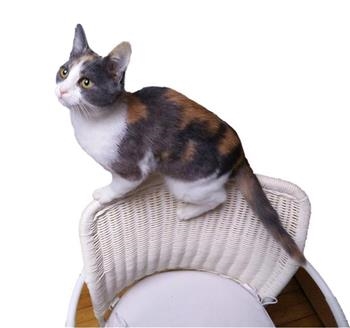 Lupita