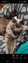 Tom