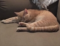 Tonko