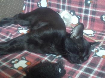 Loki