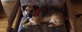 Roki