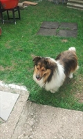 Dixie