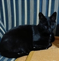 Loki