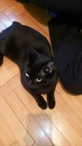 Voli