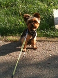 Lino