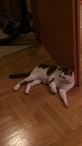 Pablo