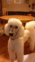 Lujo