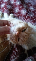 Oliver