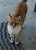 Buhtlica