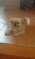 BIGI