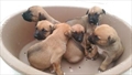 Nala, Nura, Nusa, Nila, Nela, Nida