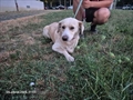 LUPI