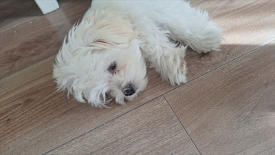 MIMI
