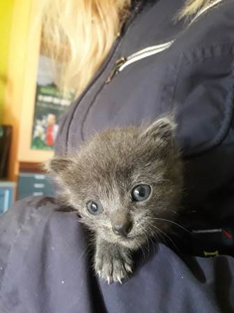 Luka