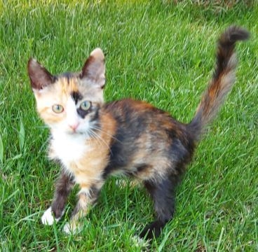 Muki