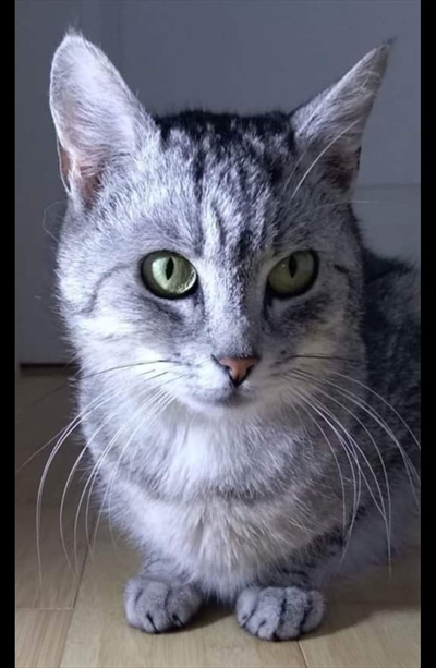 Mamita 