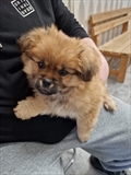 LU