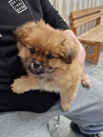 LU
