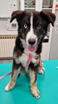 LUCA