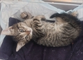 Tigar
