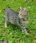 TIGA