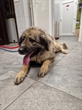 Lili