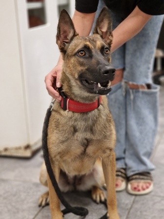 Suzi