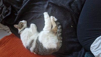MICEK