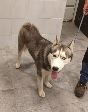 THOR