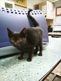 Merlin