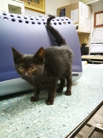 Merlin