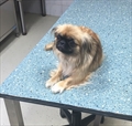 Koko
