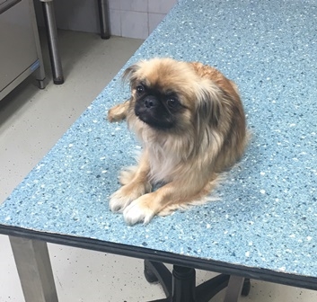 Koko