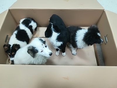Izza,Igo,Ika,Irma