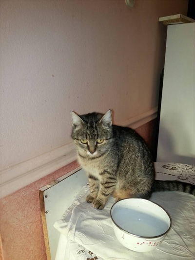 Tara