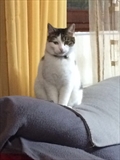 Saba