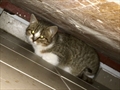 Maru