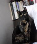Tortie