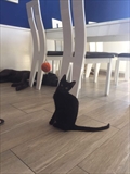 Mica