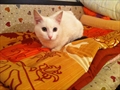 Ditha