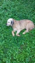 Dubi