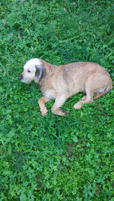 Dubi