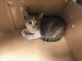 Mimi