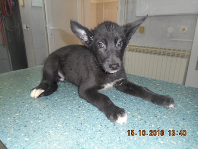 VILKO