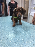 Bea