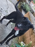 Dodi