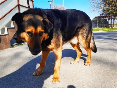 Baloo