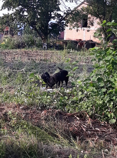 Tota