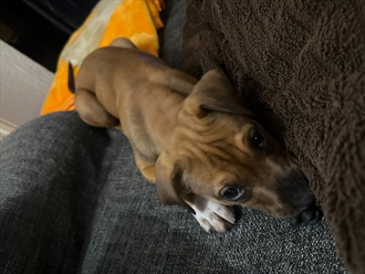 Nala