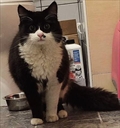 SAMSON
